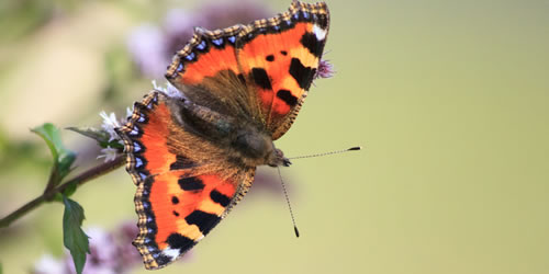tuintips_augustus_vlinders